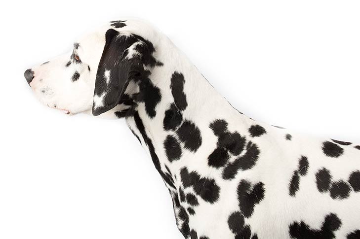 Лапы далматинца. Далматинец с длинной шерстью. Уши далматина. Бойцовский далматинец. Шерсть далматина.