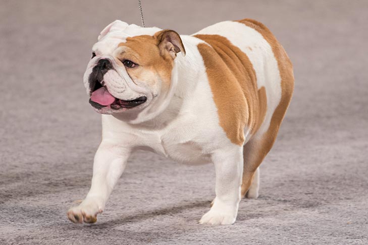 bulldog