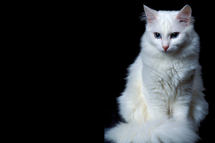 مشخصات کامل قیمت و خرید نژاد گربه آنگورای ترکی Turkish Angora پت راید