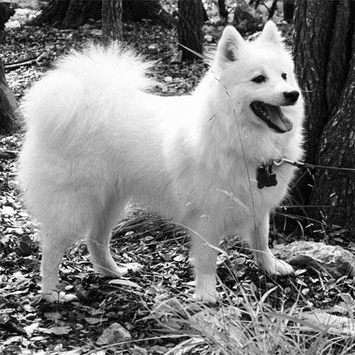 مشخصات کامل، قیمت و خرید نژاد سگ جاپانیز اشپیتز (Japanese Spitz) پت راید