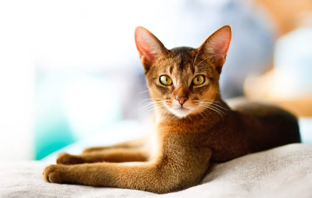 آبیسینین (Abyssinian)