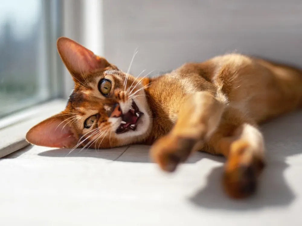 Abyssinian