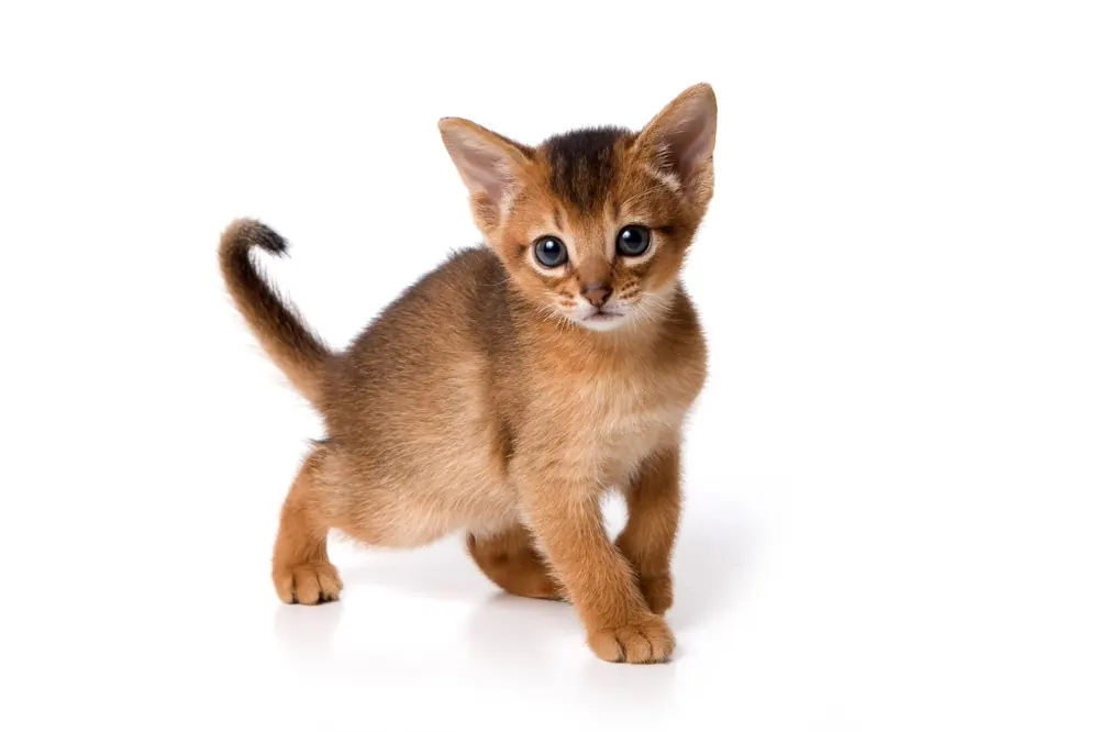 آبیسینین (Abyssinian)