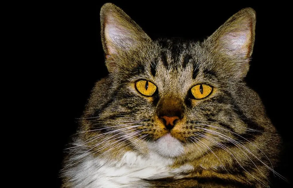 آمریکن بابتیل (American Bobtail)