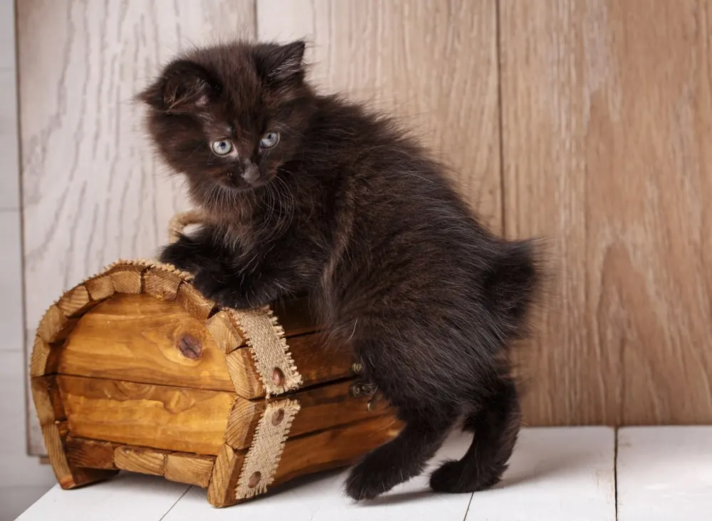 آمریکن بابتیل (American Bobtail)