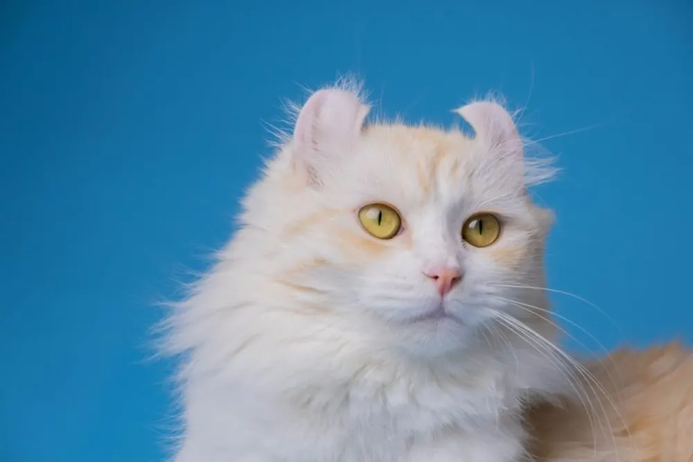 آمریکن کِرل (American Curl)