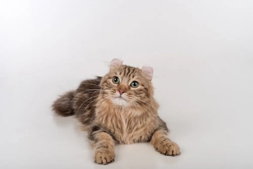 American Curl