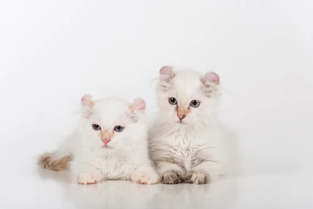 آمریکن کِرل (American Curl)