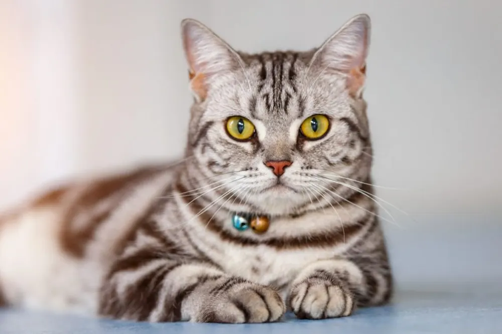 آمریکن شورت هیر (American Shorthair)