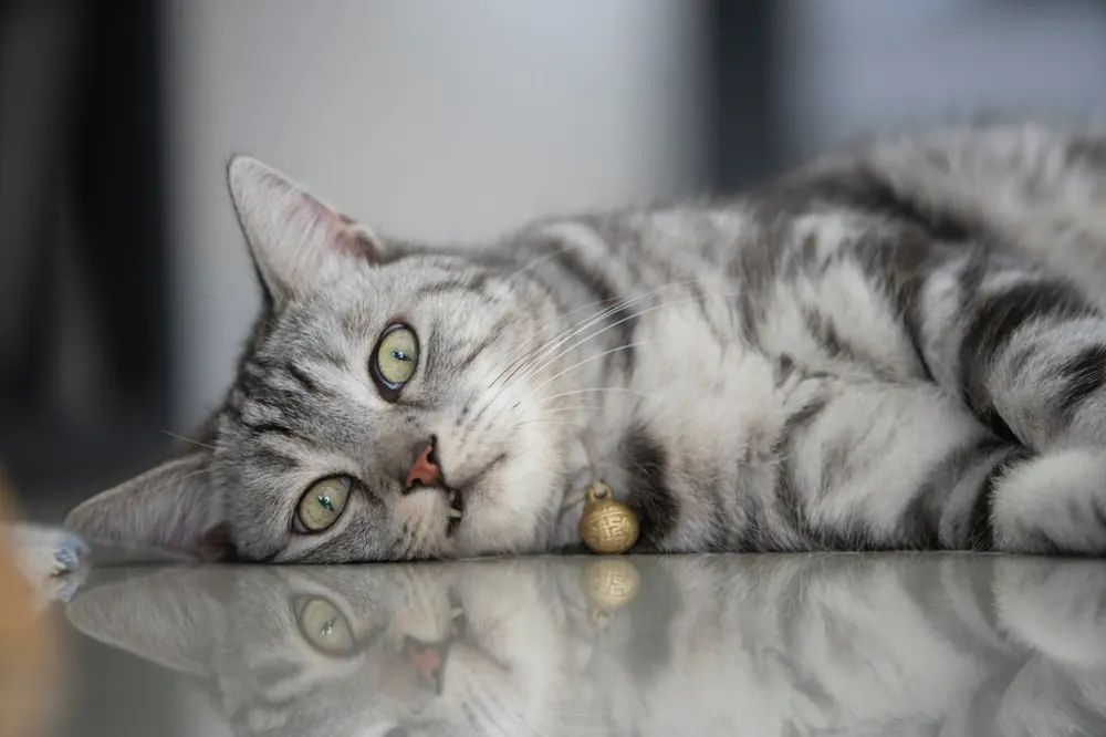 آمریکن شورت هیر (American Shorthair)