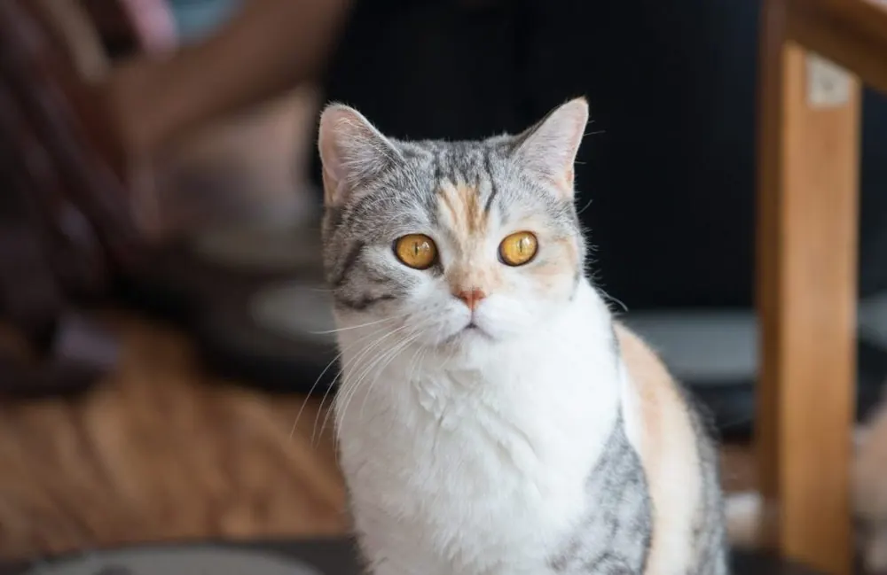 آمریکن وایرهیر (American Wirehair)