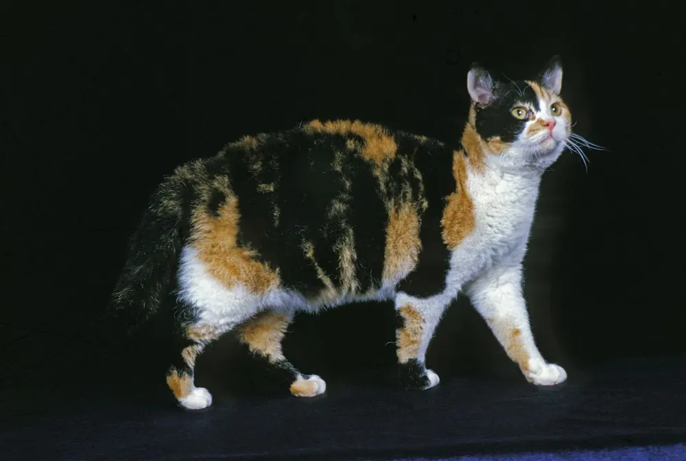 آمریکن وایرهیر (American Wirehair)