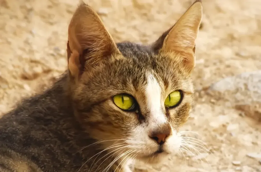 عربین مائو (Arabian Mau)