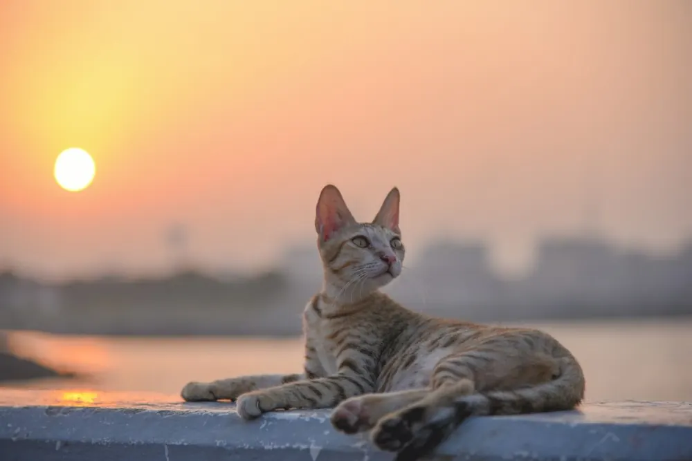 Arabian Mau