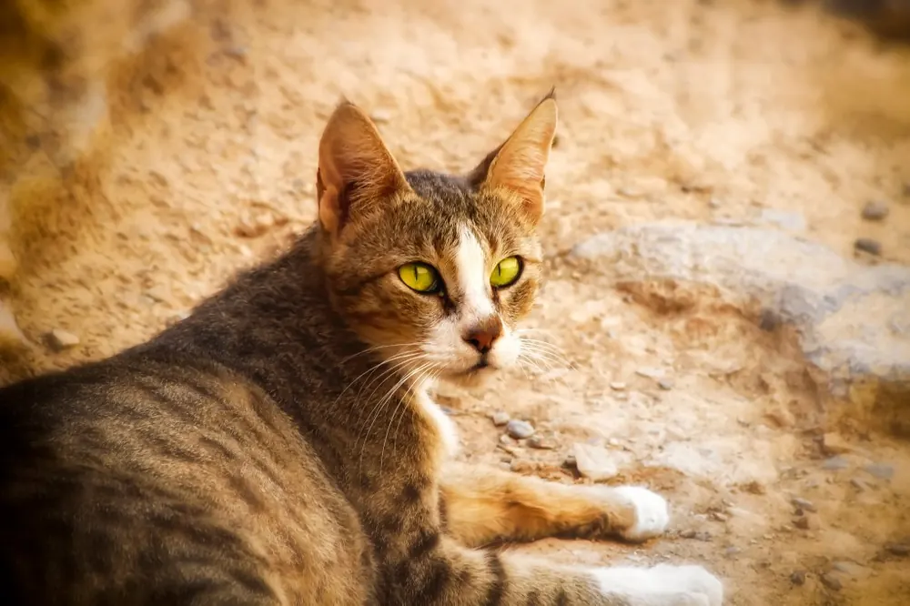 عربین مائو (Arabian Mau)