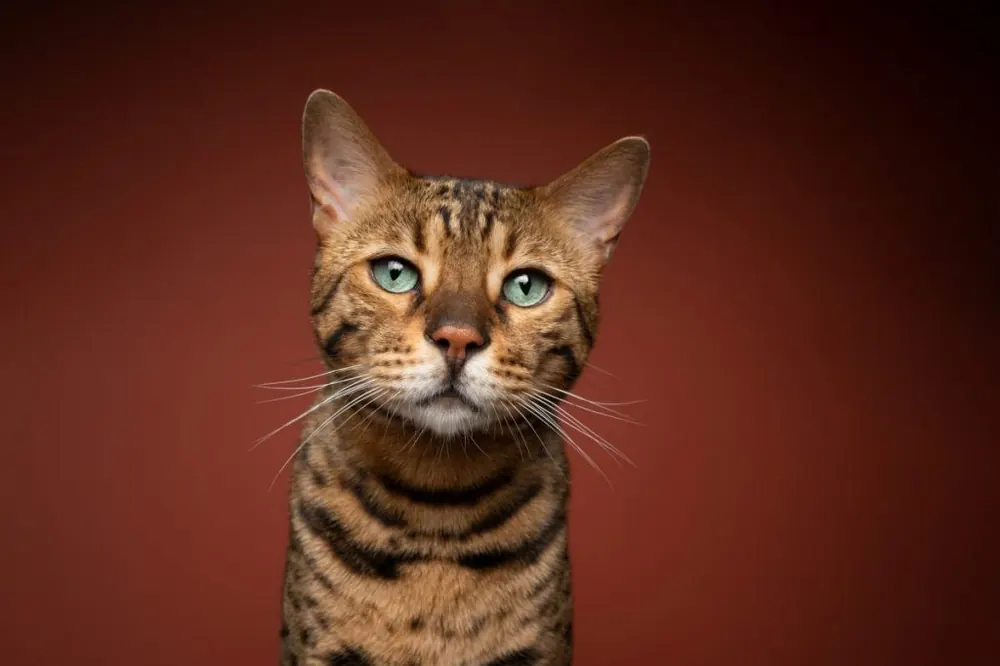 بنگال (Bengal Cats)
