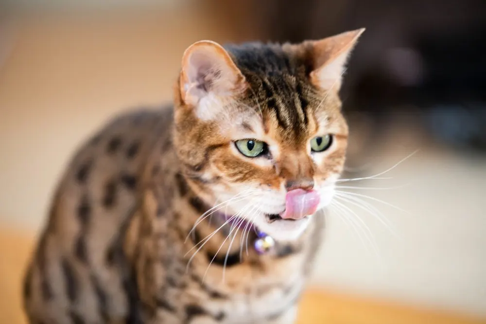 Bengal Cats