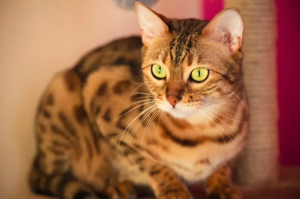 بنگال (Bengal Cats)