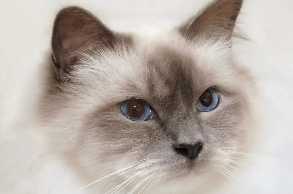 بیرمن (Birman)