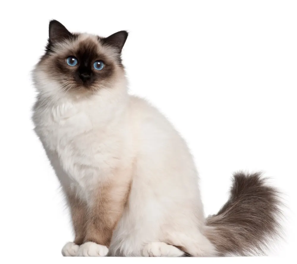 Birman