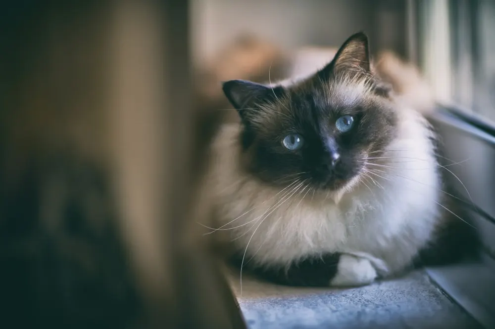 بیرمن (Birman)