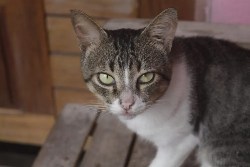 کوتاه‌مو برزیلی (Brazilian Shorthair)