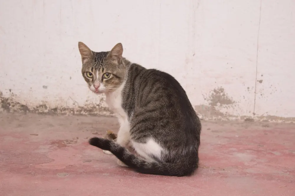 Brazilian Shorthair