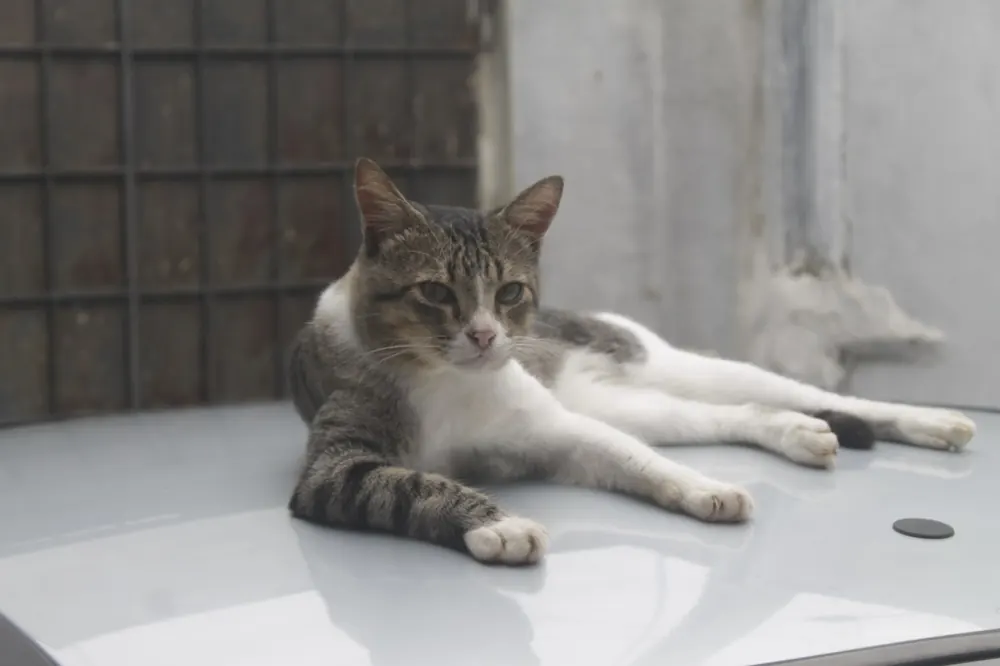 کوتاه‌مو برزیلی (Brazilian Shorthair)