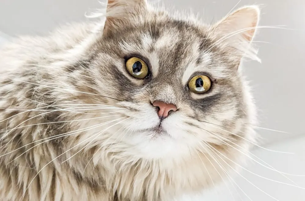 بریتیش لانگ هیر (British Longhair)