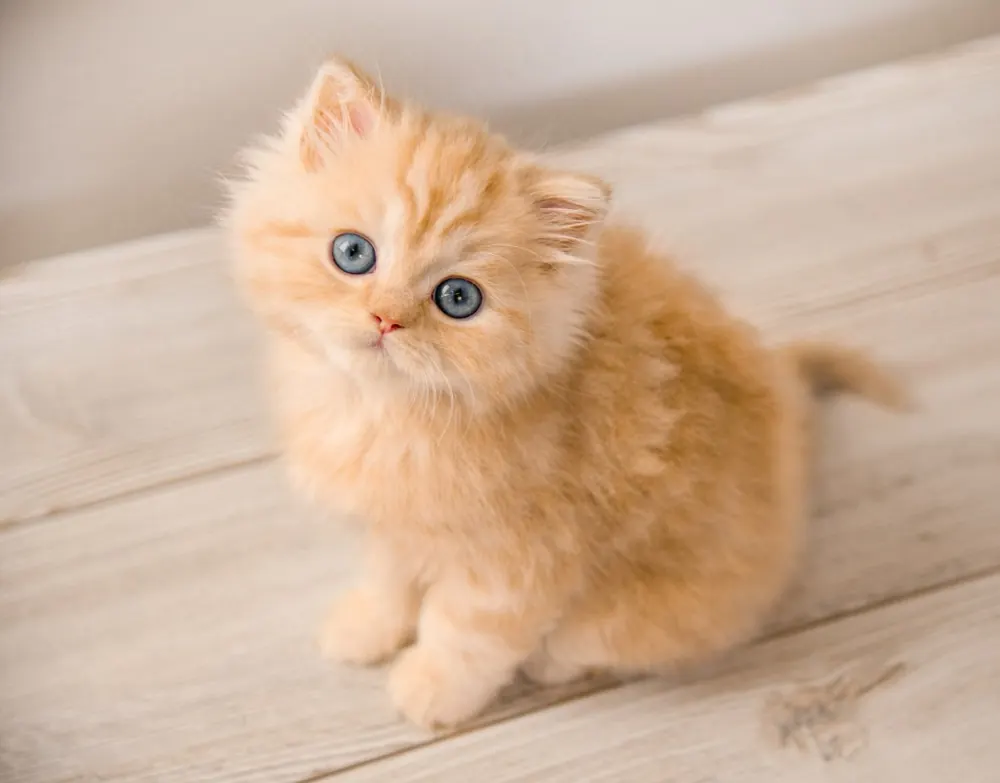 British Longhair