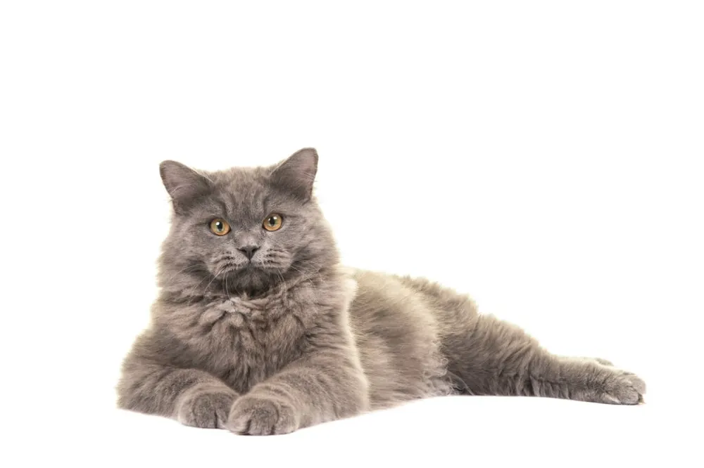 بریتیش لانگ هیر (British Longhair)