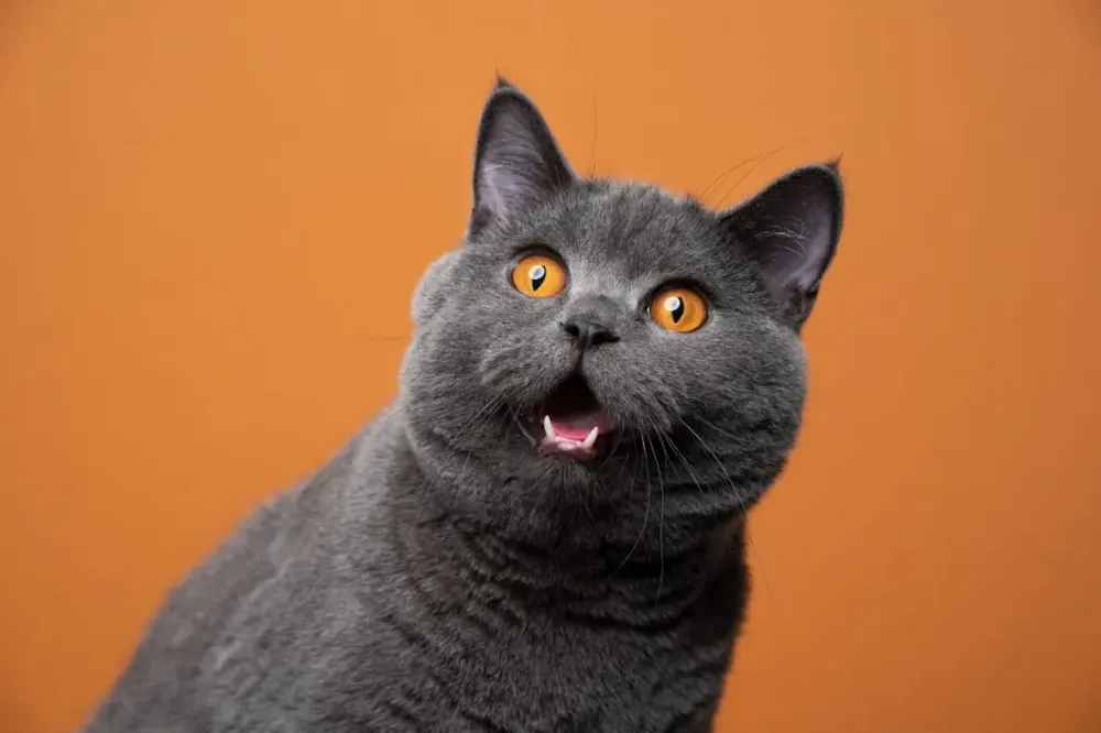 بریتیش شورت هیر (British Shorthair)