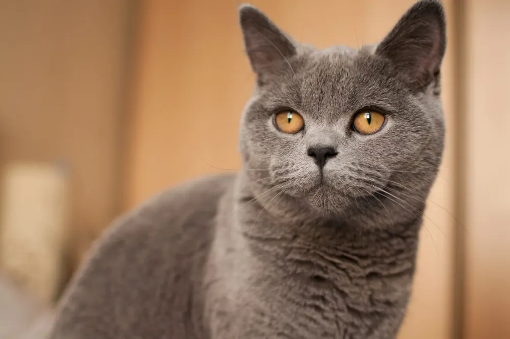 بریتیش شورت هیر (British Shorthair)