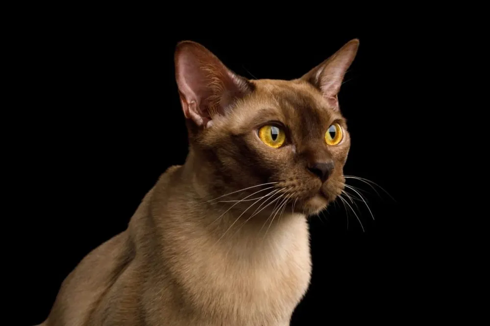 برمیس (Burmese)
