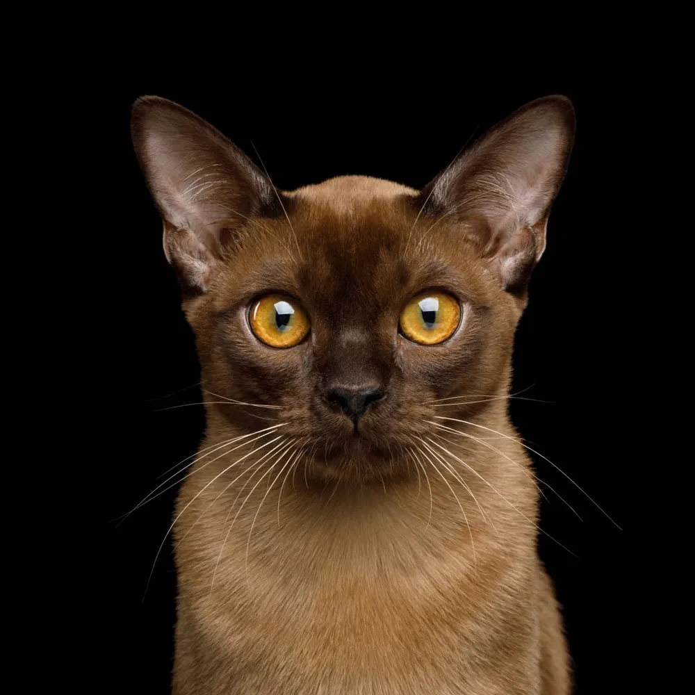 برمیس (Burmese)