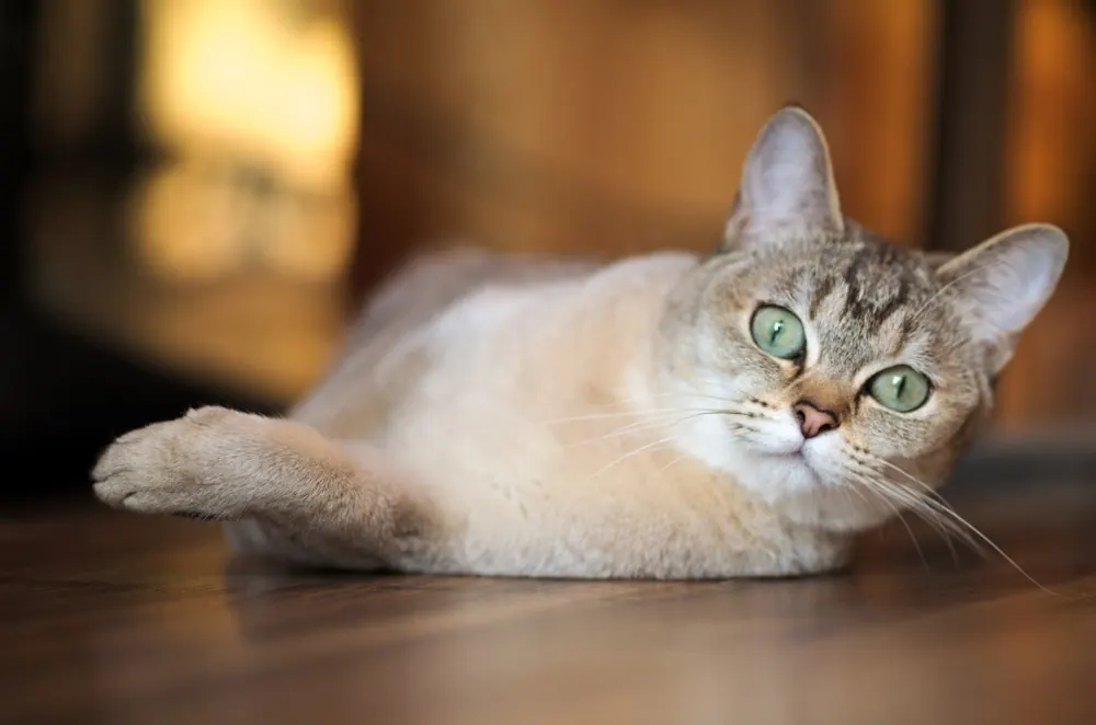 Burmilla