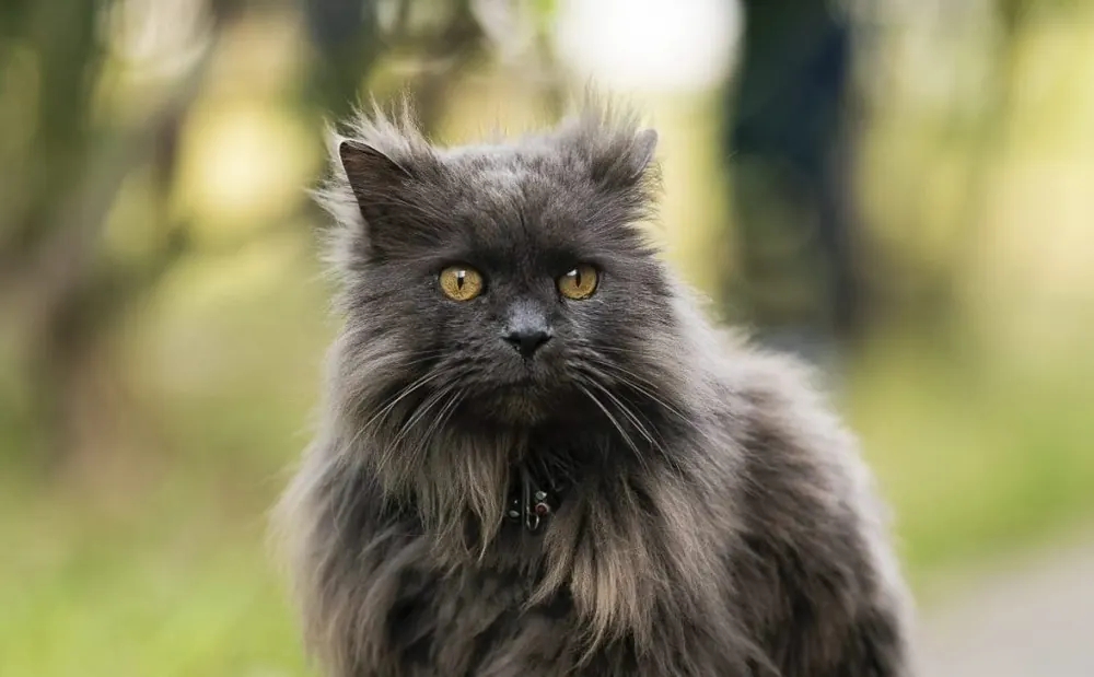 چانتیلی تیفانی (Chantilly-Tiffany Cat)