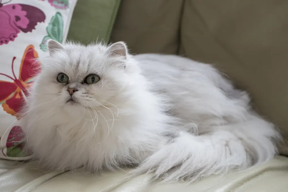 Chantilly-Tiffany Cat