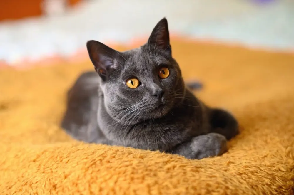 شارتروکس (Chartreux)