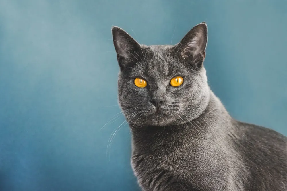 Chartreux