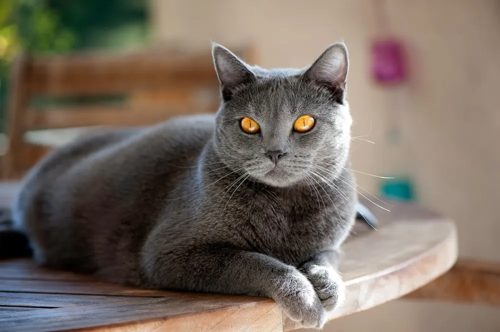 شارتروکس (Chartreux)
