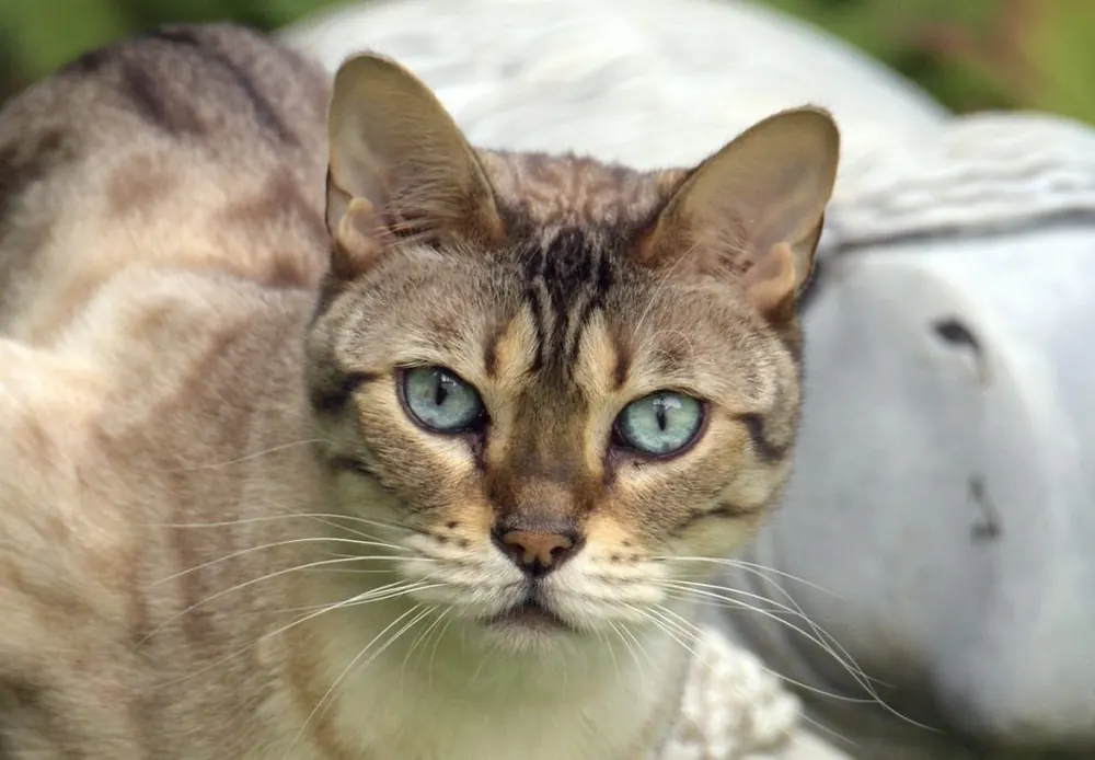چاسی (Chausie)