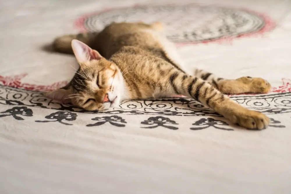چاسی (Chausie)