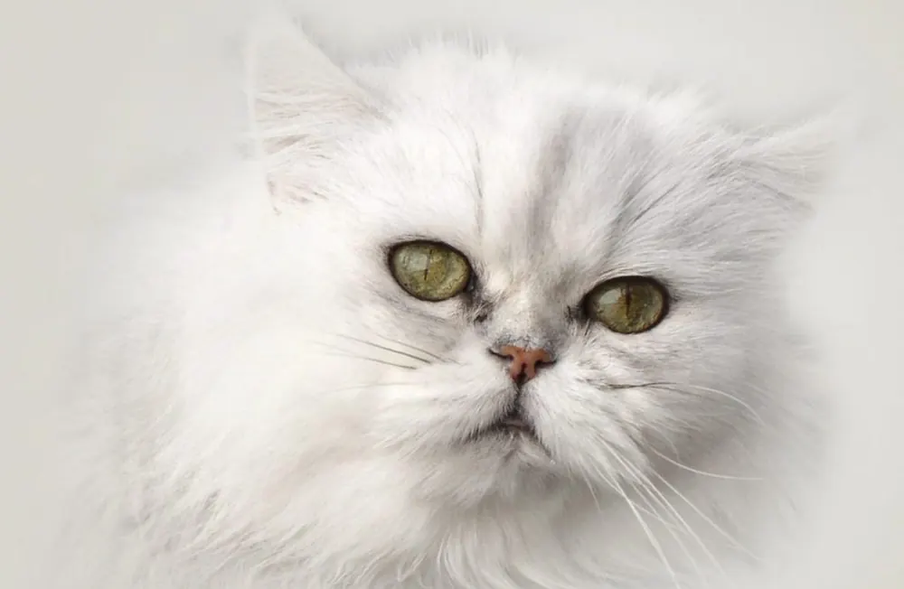چینچیلا (Chinchilla Cat)