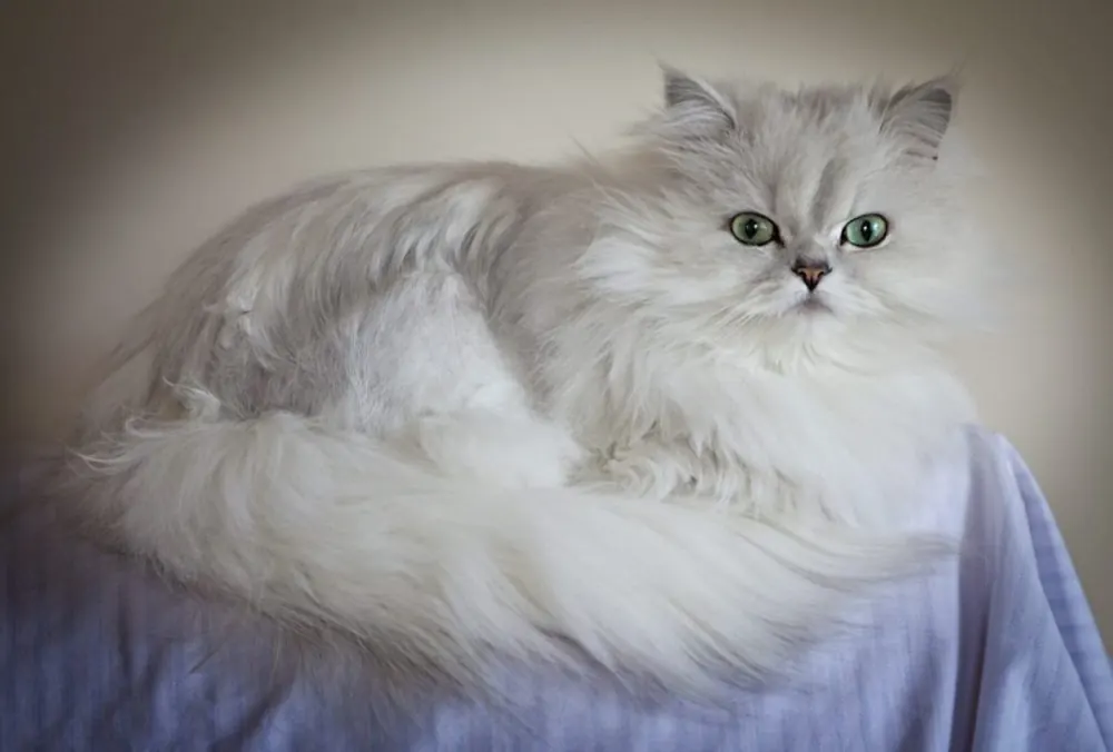 Chinchilla Cat