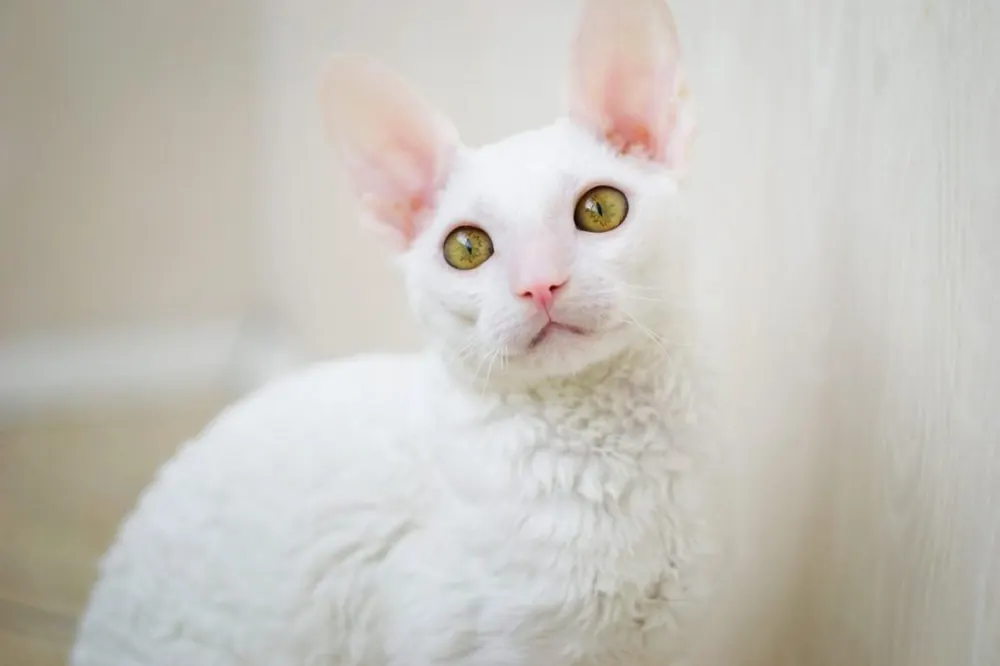 کورنیش رکس (Cornish Rex)