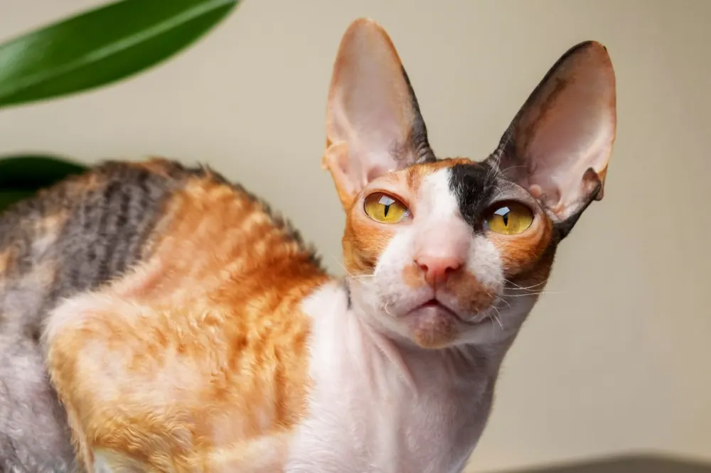 Cornish Rex
