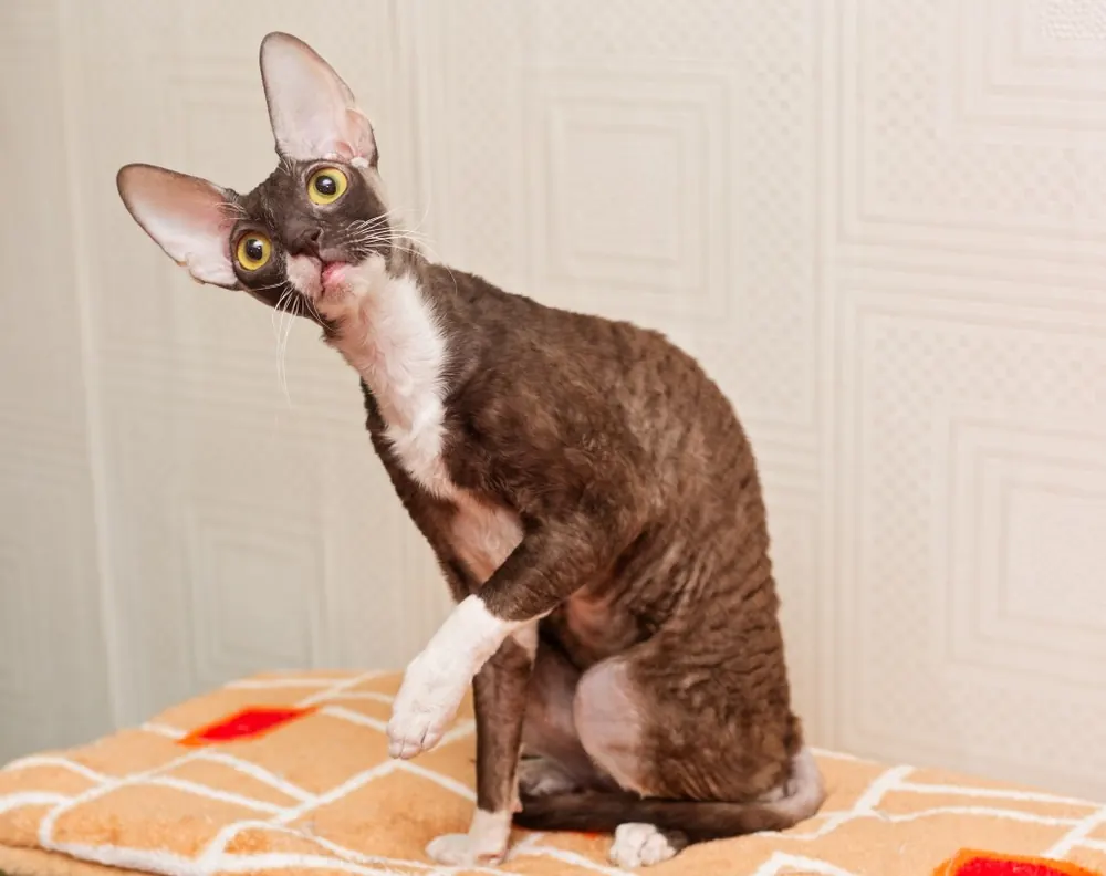 کورنیش رکس (Cornish Rex)