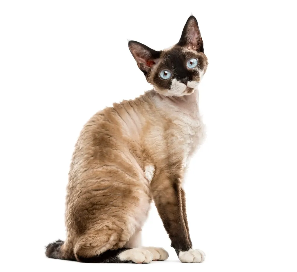 دون رکس (Devon Rex)