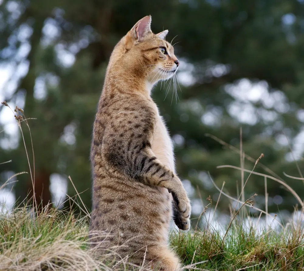 مائو مصری (Egyptian Mau)